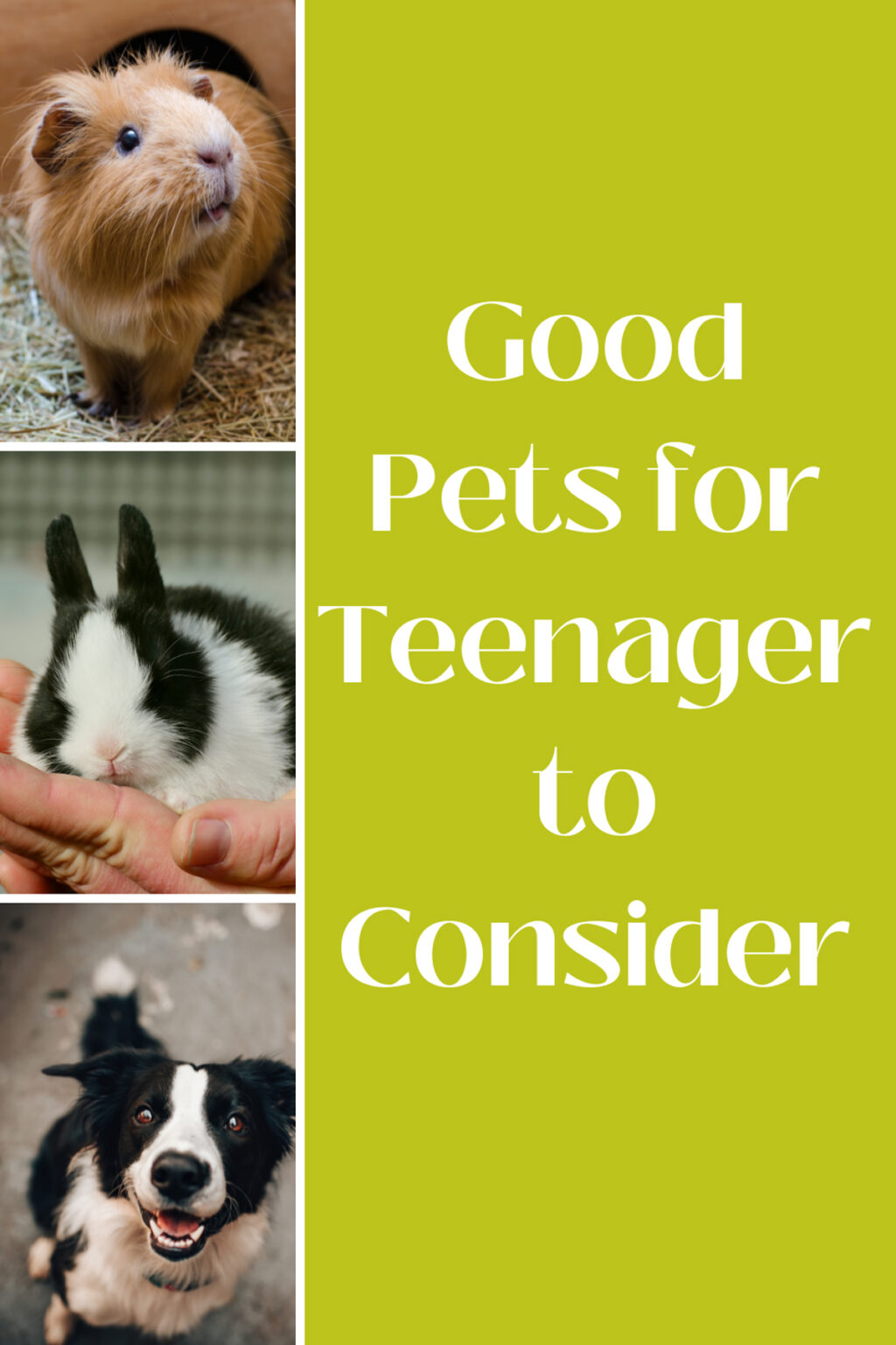 23 Good Pets for Teenager to Consider momma teen